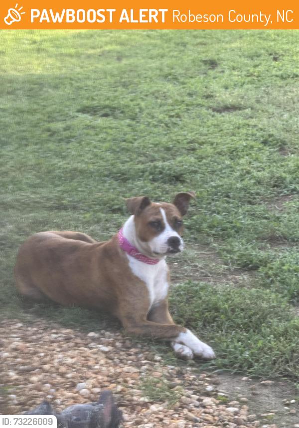 Found/Stray Female Dog last seen Olan and Nynelle Dr , Lumberton Nc, Robeson County, NC 28360
