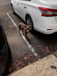 Found/Stray Female Dog last seen Near E W T Harris blvd, Charlotte, NC 28212