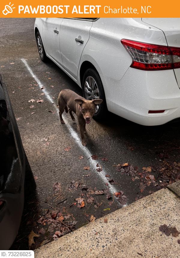 Found/Stray Female Dog last seen Near E W T Harris blvd, Charlotte, NC 28212