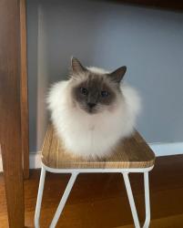 Reunited Male Cat last seen blue hills avenue, Nunawading, VIC 3131