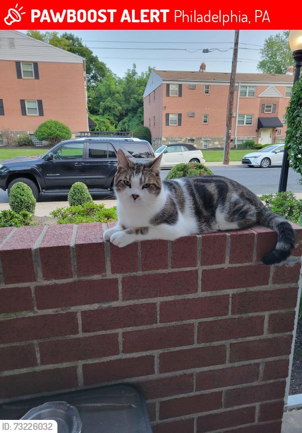 Lost Female Cat last seen Busleton, Winchester, Philadelphia, PA 19115