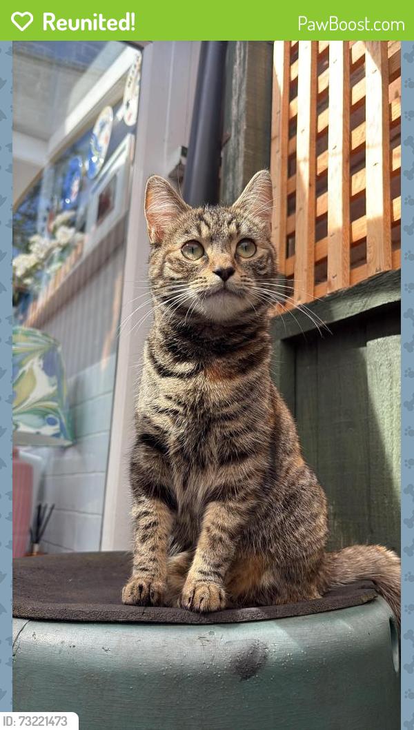 Reunited Female Cat last seen Southfields, Greater London, England SW18 5TY