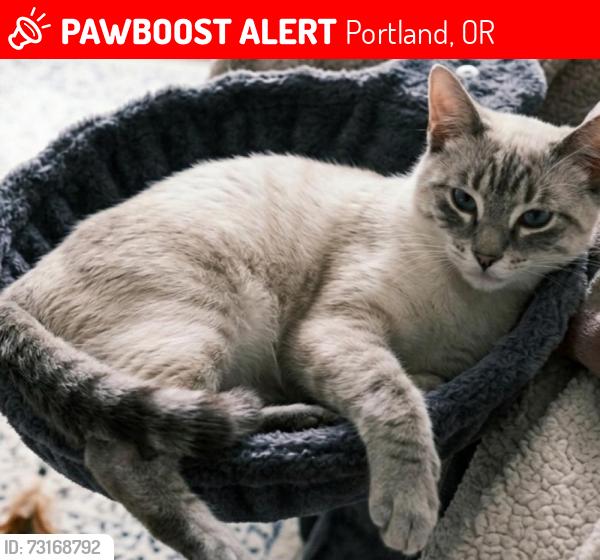 Lost Male Cat last seen Wimbledon Square and Gardens Apts in the reed college area, Portland, OR 97202