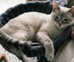 Lost Male Cat last seen Wimbledon Square and Gardens Apts in the reed college area, Portland, OR 97202