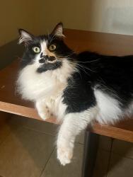 Lost Female Cat last seen Red Bud Trail and W Shady Oaks Circle, Shady Shores, TX 76208
