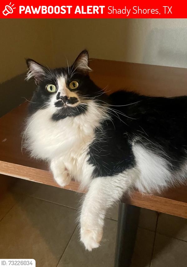Lost Female Cat last seen Red Bud Trail and W Shady Oaks Circle, Shady Shores, TX 76208