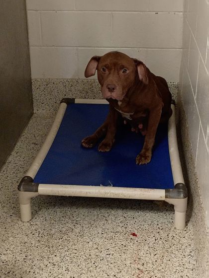 Shelter Stray Female Dog last seen Frontage Rd and Herschel Ave, College Park, GA, 1251 Fulton Industrial Blvd NW, Atlanta, GA 30336, USA