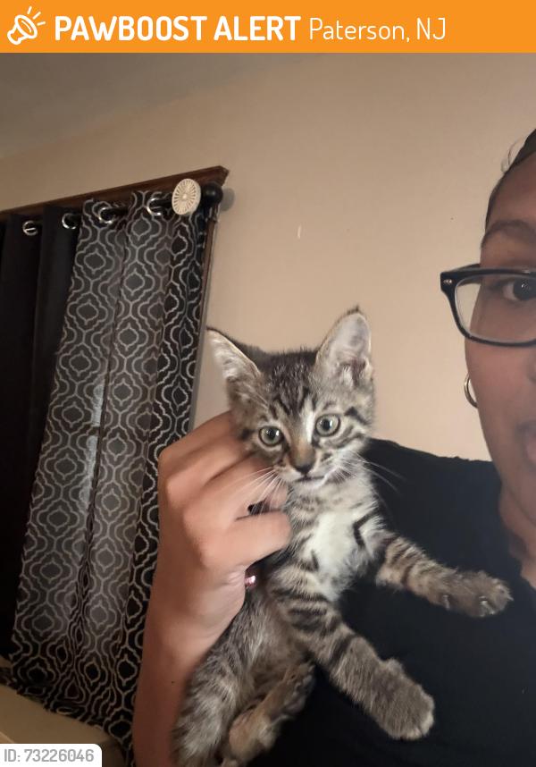 Rehomed Female Cat last seen Carbon street x North 9th street, Paterson, NJ 07522