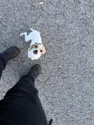 Found/Stray Male Dog last seen Skyline dr and bluff view…near 1097 W, Montgomery County, TX 77318