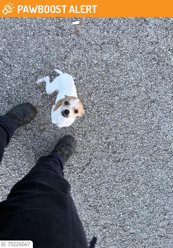 Found/Stray Male Dog last seen Skyline dr and bluff view…near 1097 W, Montgomery County, TX 77318