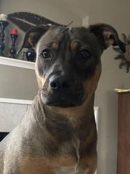 Reunited Female Dog last seen Near Shallow Lake Ln, Houston, TX 77095, USA, Houston, TX 77095