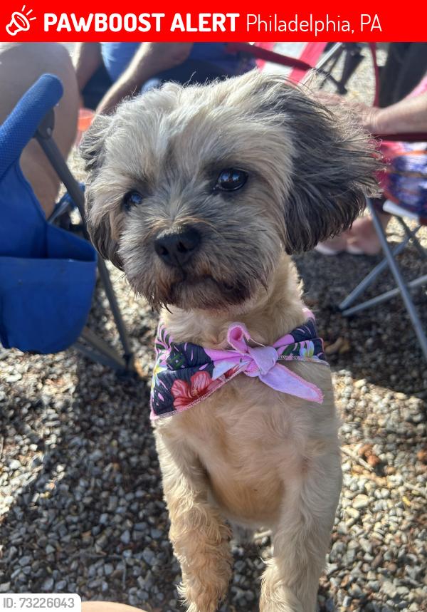 Lost Male Dog last seen Maywood st, castor , luzerne , Maryland st Lycoming st, Philadelphia, PA 19102