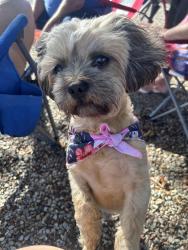 Lost Male Dog last seen Maywood st, castor , luzerne , Maryland st Lycoming st, Philadelphia, PA 19102