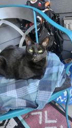 Reunited Female Cat last seen Gateway apts. 13105 21st drive se, Everett, WA 98208
