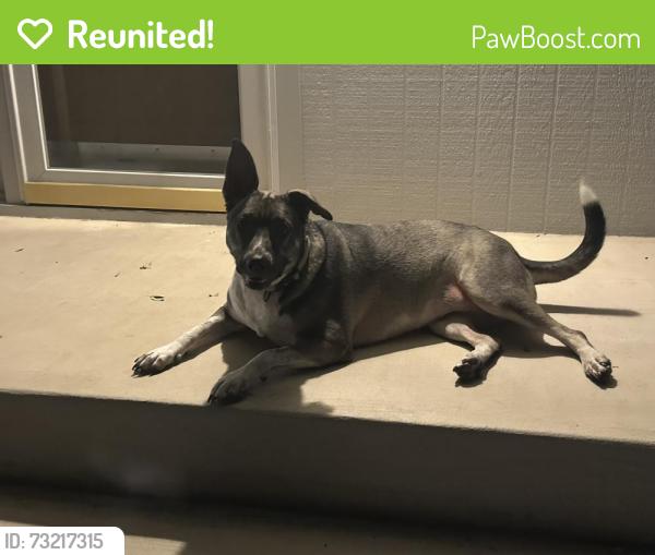 Reunited Female Dog last seen Lockhill Selma and military, San Antonio, TX 78213
