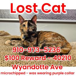 Lost Female Cat last seen Cypress, Louisville, KY 40210