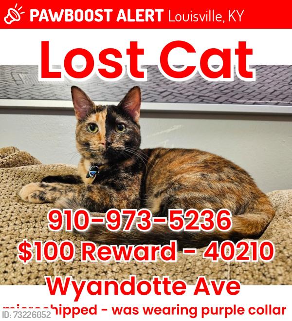 Lost Female Cat last seen Cypress, Louisville, KY 40210