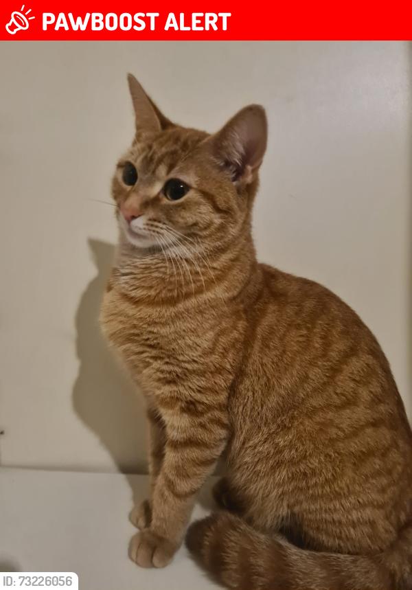 Lost Female Cat last seen wembley stadium, Greater London, England HA9 7LR