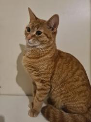 Lost Female Cat last seen wembley stadium, Greater London, England HA9 7LR