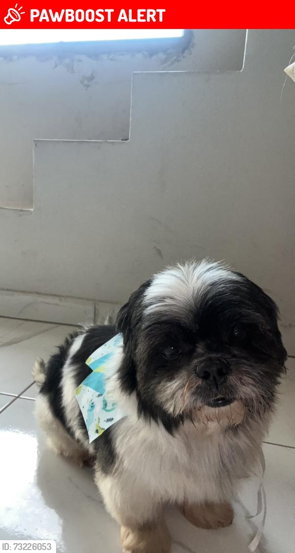 Lost Male Dog last seen rua professora angelina de felice mensanelli 13A, Jardim Vitório Lucato, SP 