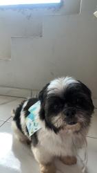 Lost Male Dog last seen rua professora angelina de felice mensanelli 13A, Jardim Vitório Lucato, SP 