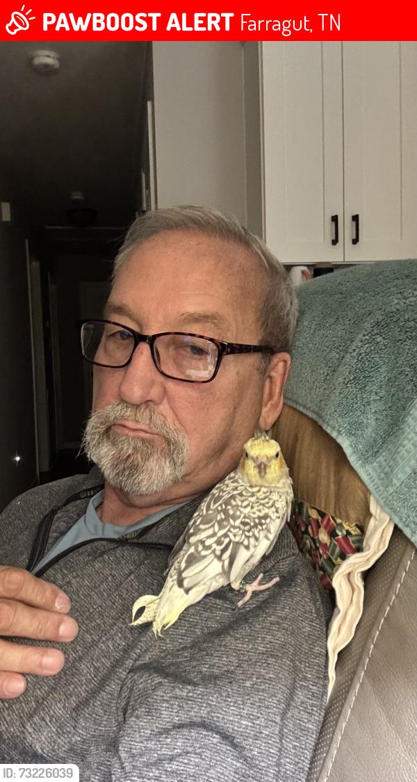 Lost Male Bird last seen Sonia and Oran Rd in Farragut, Farragut, TN 37934