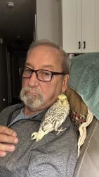 Lost Male Bird last seen Sonia and Oran Rd in Farragut, Farragut, TN 37934