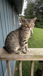 Found/Stray Male Cat last seen 85th & Parallel Pky, Kansas City, KS 66109