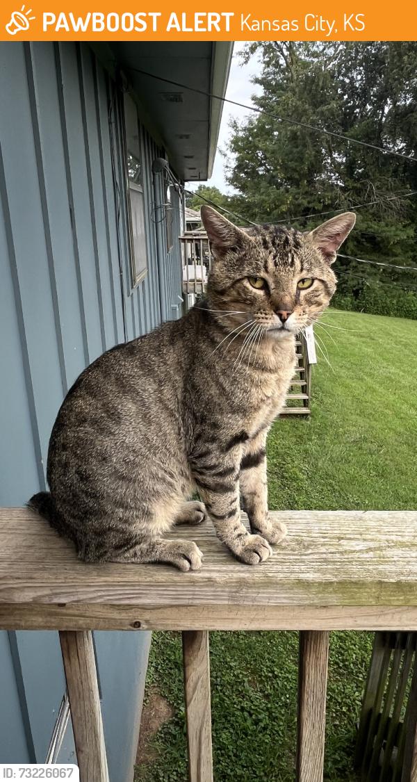 Found/Stray Male Cat last seen 85th & Parallel Pky, Kansas City, KS 66109