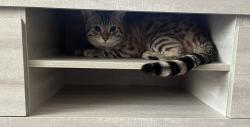Reunited Male Cat last seen High Lane est, Mayfield Primary School, Greater London, England W7 3RL