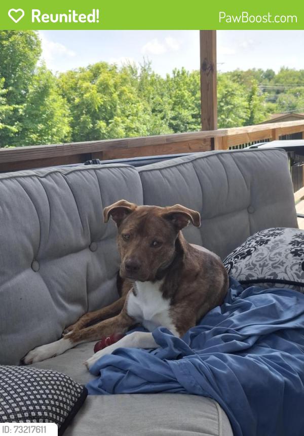 Reunited Male Dog last seen Near Isenberg Dr Gray Tn 37615, Gray, TN 37615