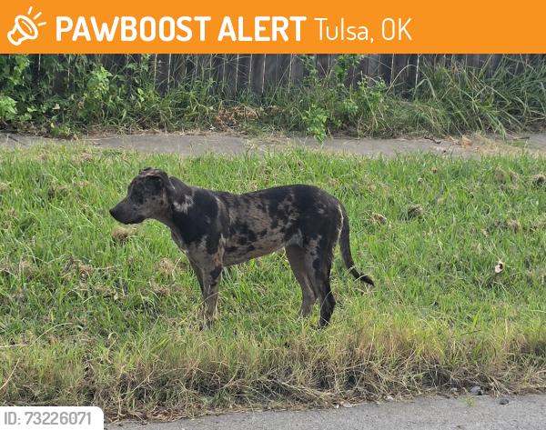 Found/Stray Unknown Dog last seen E Haskell St and N Gillette Ave, Tulsa OK, Tulsa, OK 74110