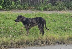 Found/Stray Unknown Dog last seen E Haskell St and N Gillette Ave, Tulsa OK, Tulsa, OK 74110