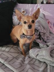 Lost Male Dog last seen Trail lake & Wooten, Fort Worth, TX 76133