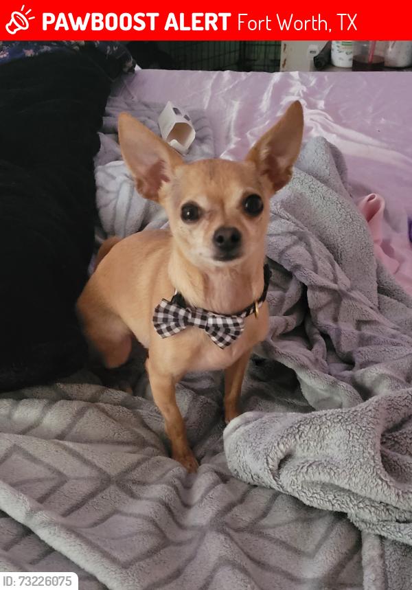 Lost Male Dog last seen Trail lake & Wooten, Fort Worth, TX 76133
