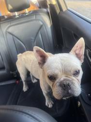 Found/Stray Male Dog last seen Grand and 11th St, Amarillo, TX 79103