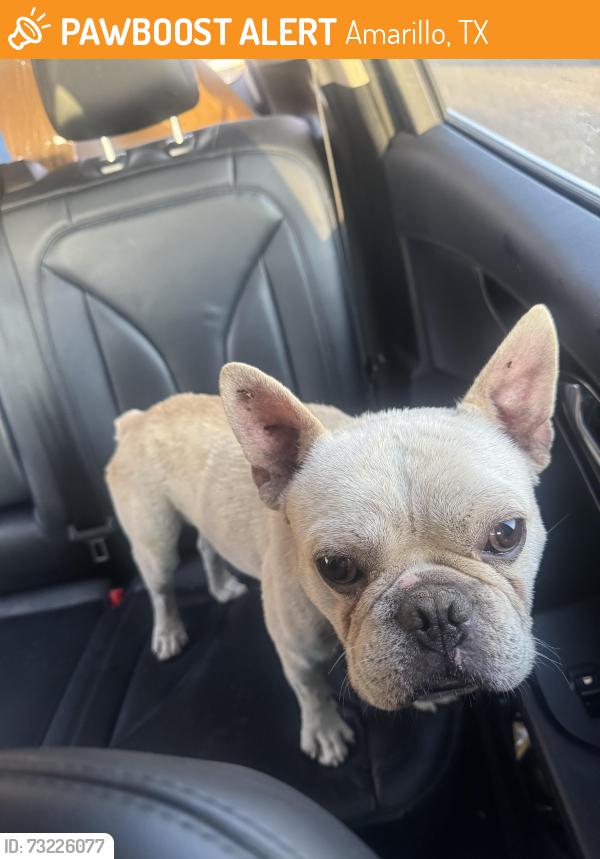 Found/Stray Male Dog last seen Grand and 11th St, Amarillo, TX 79103
