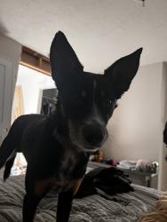 Reunited Male Dog last seen Near Inwood Dr, Houston, TX 77077, USA, Houston, TX 77077