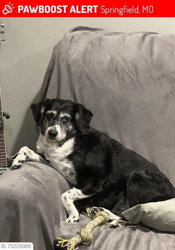 Lost Female Dog last seen N Pickwick and e central street, Springfield, MO 65802