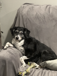 Lost Female Dog last seen N Pickwick and e central street, Springfield, MO 65802