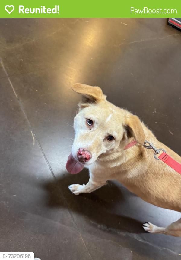 Reunited Male Dog last seen Near Polk St S, Tacoma, WA 98444, USA, Tacoma, WA 98444