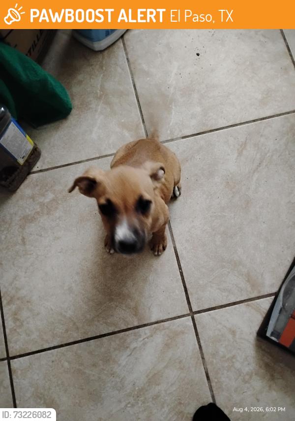 Found/Stray Female Dog last seen Clovis, El Paso, TX 79915