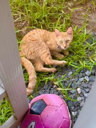 Lost Female Cat last seen Perico island, Bradenton, FL 34209