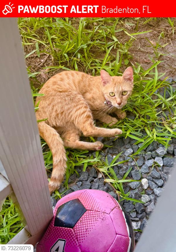 Lost Female Cat last seen Perico island, Bradenton, FL 34209