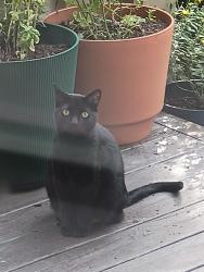 Found/Stray Female Cat last seen Hugh St and coneflower place, Fort Mill, SC 29708