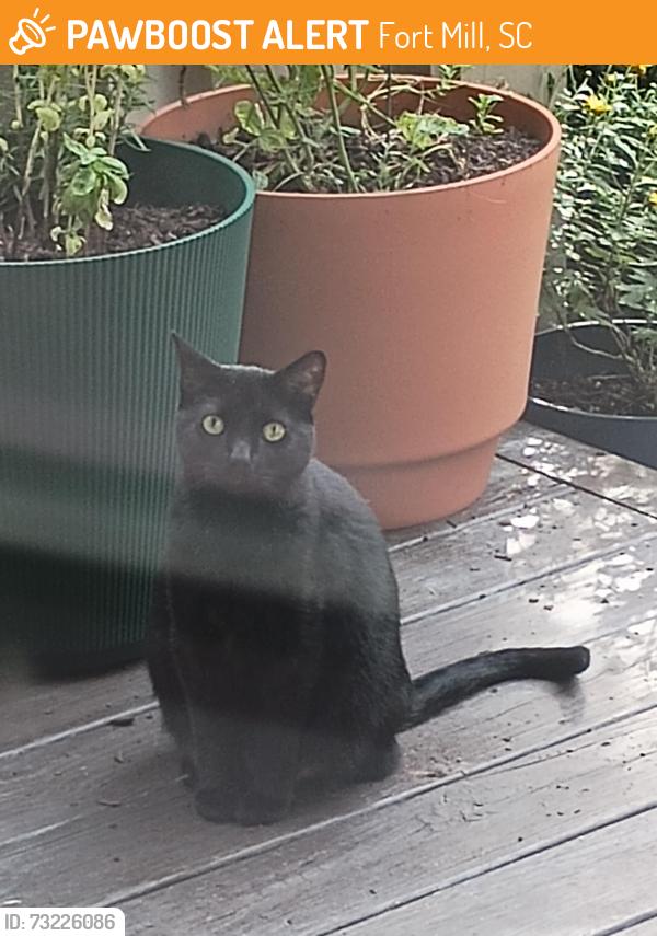 Found/Stray Female Cat last seen Hugh St and coneflower place, Fort Mill, SC 29708