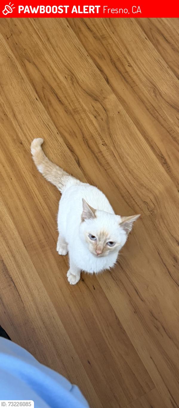 Lost Male Cat last seen Maple and Behymer, Fresno, CA 93720