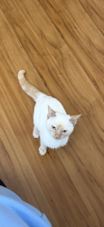Lost Male Cat last seen Maple and Behymer, Fresno, CA 93720