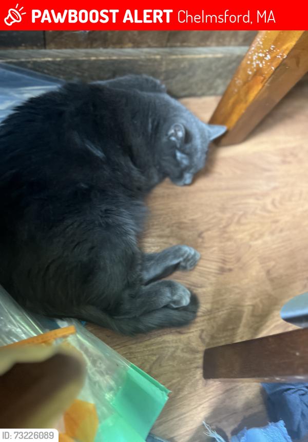 Lost Male Cat last seen Stedman and dalton, Chelmsford, MA 01851