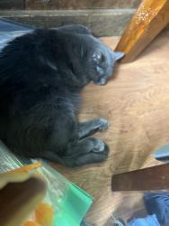 Lost Male Cat last seen Stedman and dalton, Chelmsford, MA 01851